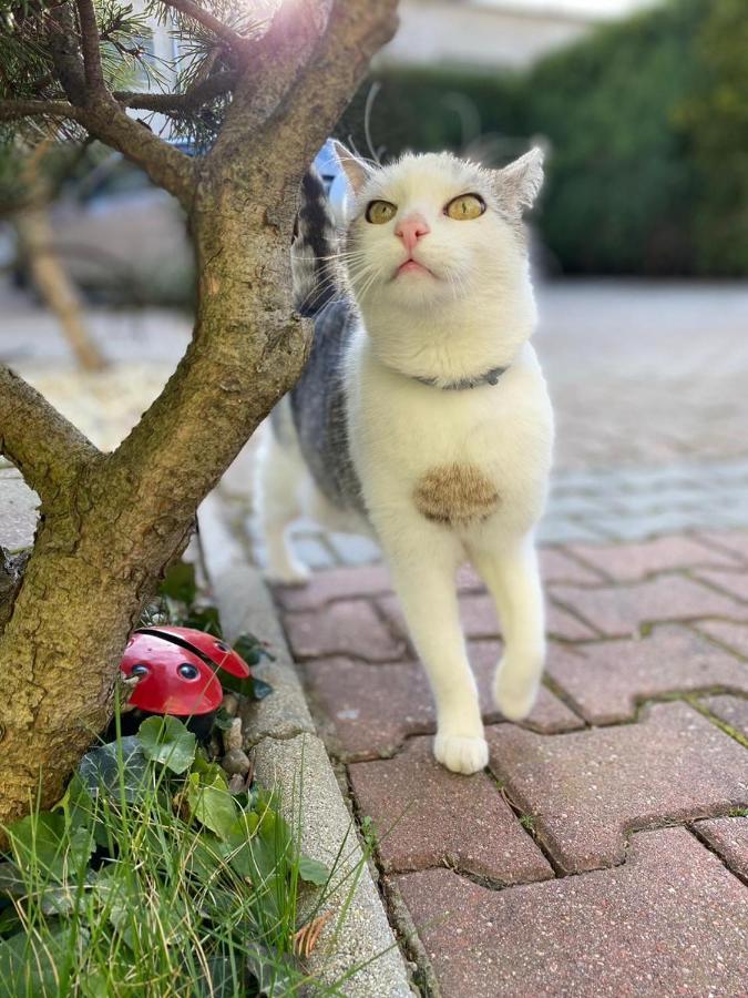 Penzion Tiberia Trenčín エクステリア 写真